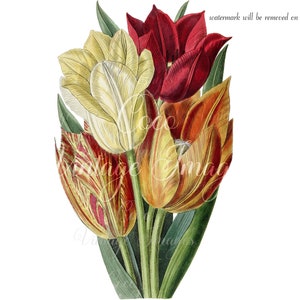 Tulipa antiga Scabriscapa Tulipa de haste áspera Flor vintage PNG imagem transparente Decoupage estoque flor nacional florescendo jardim de flores