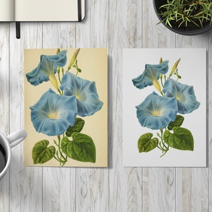 Antique Ipomoea Vintage Flower PNG transparent image Decoupage Antique stock printable morning glory sweet potato bindweed moonflower blue image 10