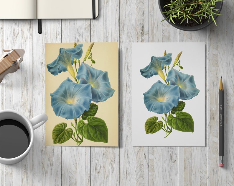 Antique Ipomoea Vintage Flower PNG transparent image Decoupage Antique stock printable morning glory sweet potato bindweed moonflower blue image 10