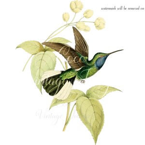 Antique Campylopterus Ensipenis Humming bird PNG transparent image old paper image ATC card Antique stock Romantic Shabby Nature Bird Plates