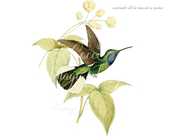 Antique Campylopterus Ensipenis Humming bird PNG transparent image old paper image ATC card Antique stock Romantic Shabby Nature Bird Plates