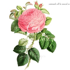 Antique Bourbon Rose Vintage Blume PNG transparentes Bild Decoupage Antik Lager Romantisch Rosa Hochzeit Floral Muttertag Natur