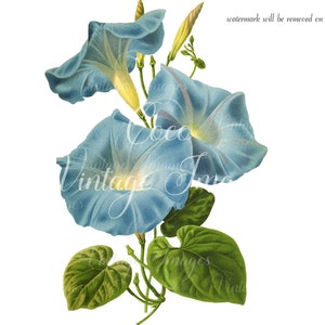 Antique Ipomoea Vintage Flower PNG imagen transparente Decoupage Stock antiguo imprimible morning glory sweet potato bindweed moonflower azul