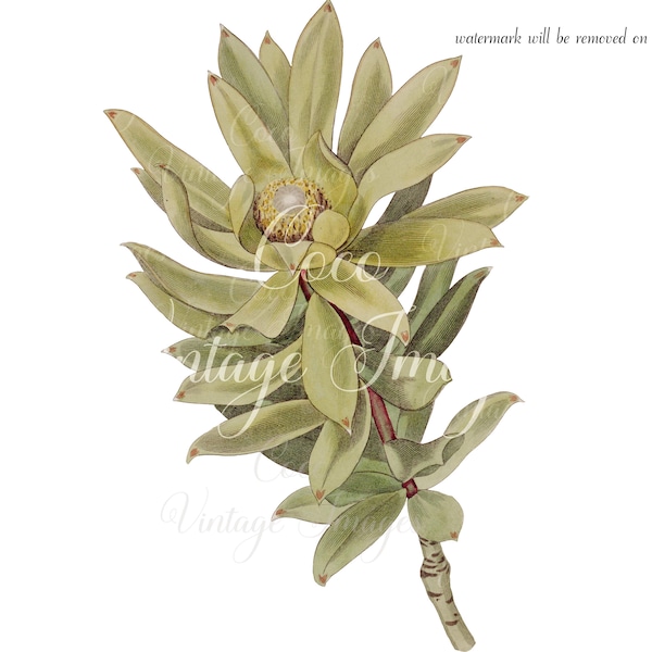 Antique Leucadendron Argenteum Cape Silver Tree Vintage Flower PNG transparent Proteaceae well-proportioned ornamental tree living chrome