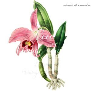 Antique Cattleya Pineli Vintage Orquídea Flor PNG imagen transparente Decoupage Stock antiguo Romántico Rosa Boda Floral Día de la Madre Naturaleza