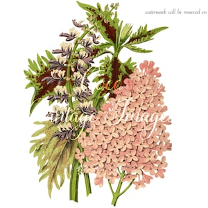 Antik Coleus Blumei Pectinatus Lilas Prinzessin Camille De Rohan Vintage Blume PNG transparentes Bild Decoupage Antik Lager Floral Natur