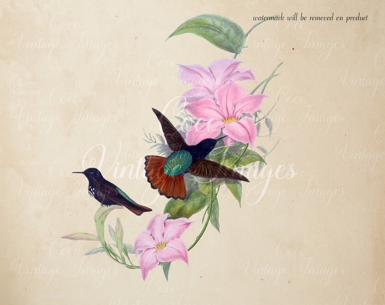 Antique Black Hooded Sunbeam Humming bird PNG transparent image old paper image ATC card Antique stock Romantic Shabby Nature Bird Plates