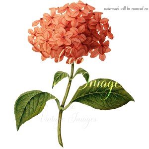 Antique Hortensia vintage Fleur PNG image transparente Hydrangea macrophylla plantes à fleurs Pâques Fête des Mères récipient d’eau macrophylla