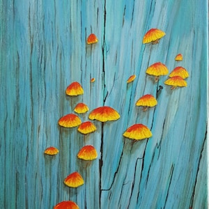 Mushrooms on Old Barn