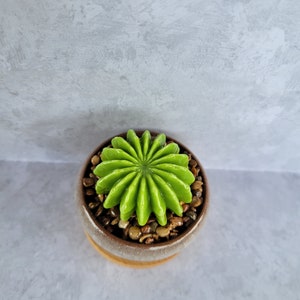 Fused glass succulent garden, glass succulents, office decor, gift for plant lover, plant you can't kill, handmade succulents, cactus garden image 3