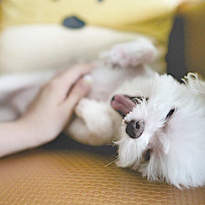 May include: A white dog with its tongue sticking out is being tickled by a person's hand. The dog is lying on a brown couch.