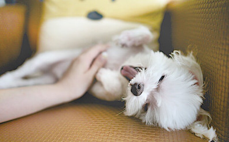 May include: A white dog with its tongue sticking out is being tickled by a person's hand. The dog is lying on a brown couch.