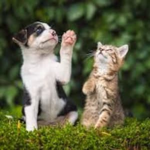 May include: A black and white puppy with a brown spot on its head raises its paw towards a brown tabby kitten. The kitten is looking up at the puppy.