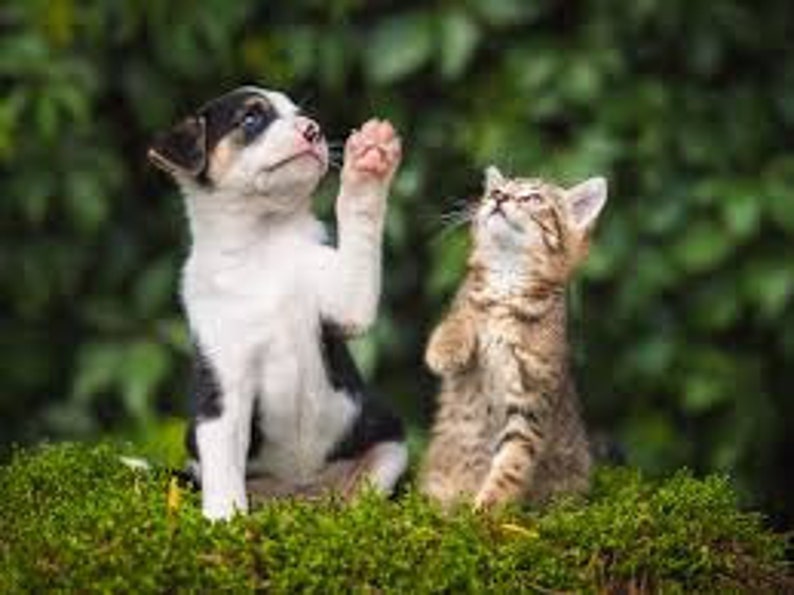 May include: A black and white puppy with a brown spot on its head raises its paw towards a brown tabby kitten. The kitten is looking up at the puppy.