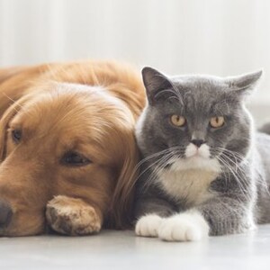 May include: A golden retriever dog and a gray and white cat are lying next to each other on a white surface. The dog is sleeping with its head resting on its paws. The cat is looking at the camera with its ears perked up.