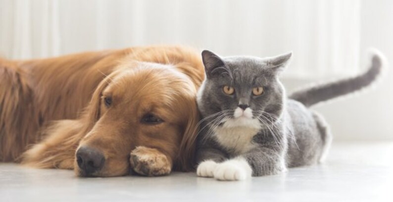 May include: A golden retriever dog and a gray and white cat are lying next to each other on a white surface. The dog is sleeping with its head resting on its paws. The cat is looking at the camera with its ears perked up.