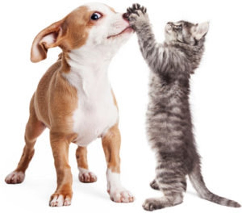 Cat Immune System Boost Immune Support for Dogs and Cats Vet