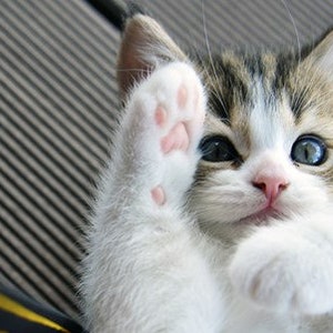 May include: A white and brown tabby kitten with blue eyes raises its paw in the air. The kitten is sitting on a grey textured surface.