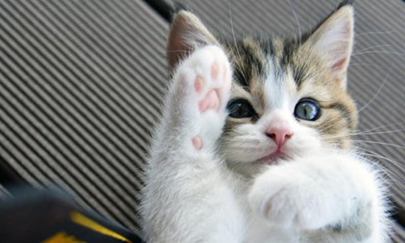 May include: A white and brown tabby kitten with blue eyes raises its paw in the air. The kitten is sitting on a grey textured surface.