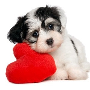 May include: A small, black and white puppy with brown eyes is lying down with its head resting on a red heart-shaped cushion.