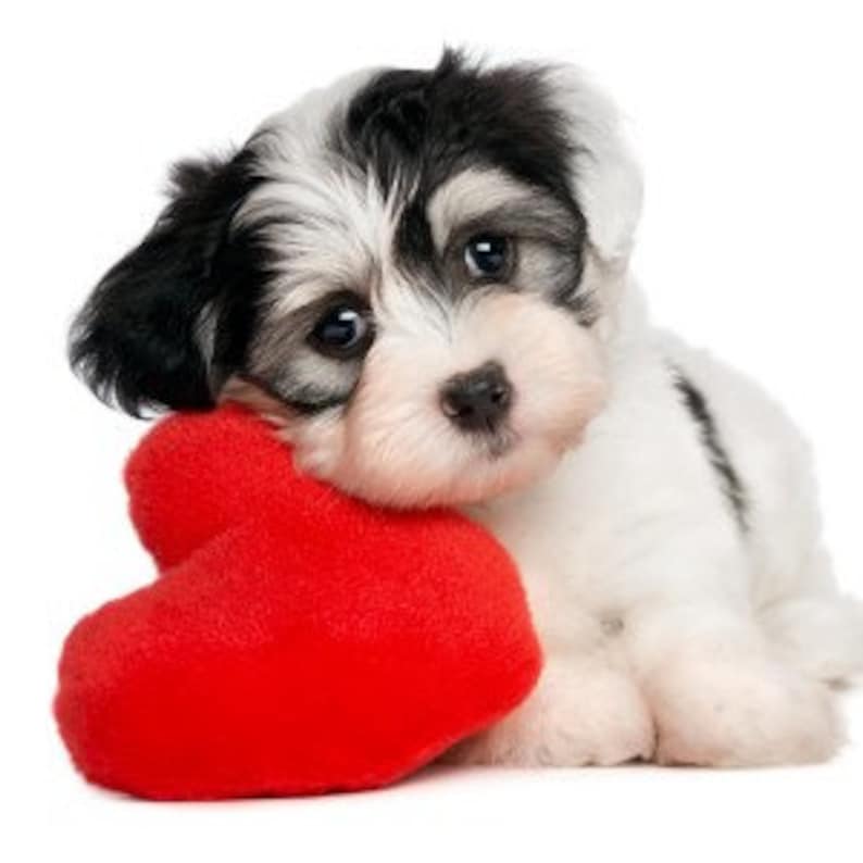 May include: A small, black and white puppy with brown eyes is lying down with its head resting on a red heart-shaped cushion.