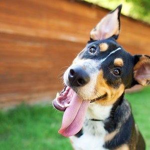 May include: A black, brown, and white dog with a pink tongue sticking out, looking at the camera with a tilted head. The dog is in front of a wooden fence and green grass.
