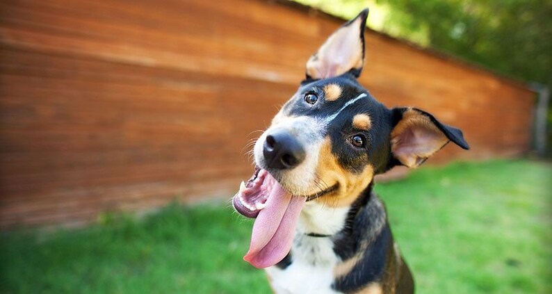 May include: A black, brown, and white dog with a pink tongue sticking out, looking at the camera with a tilted head. The dog is in front of a wooden fence and green grass.