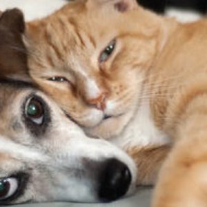 May include: A brown and white dog with brown eyes is lying down with a ginger cat. The cat has green eyes and is lying on top of the dog.