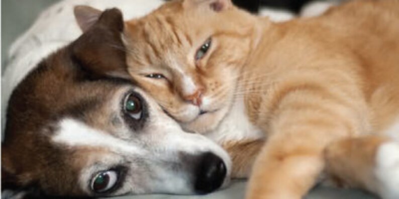May include: A brown and white dog with brown eyes is lying down with a ginger cat. The cat has green eyes and is lying on top of the dog.