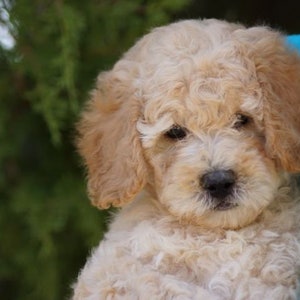 May include: A small, cream-colored puppy with curly fur. The puppy is sitting in someone's lap and looking at the camera.