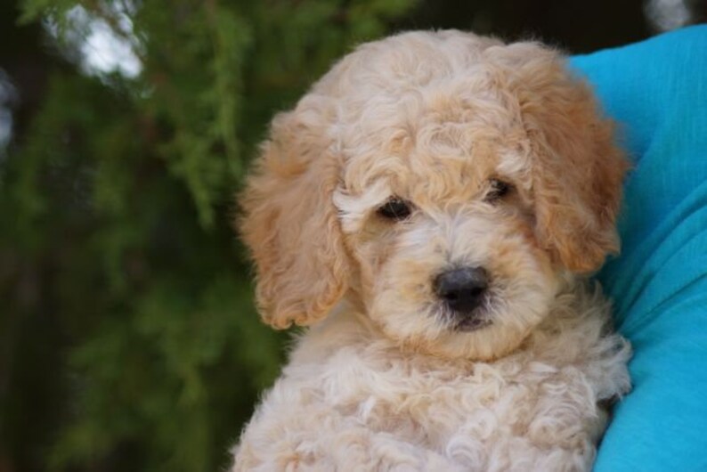 May include: A small, cream-colored puppy with curly fur. The puppy is sitting in someone's lap and looking at the camera.