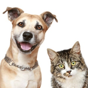 May include: A brown and white dog with a silver collar is looking at the camera and smiling. A tabby cat with green eyes is looking to the left of the camera.