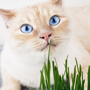 May include: A white cat with blue eyes is eating green grass. The cat is looking directly at the camera.