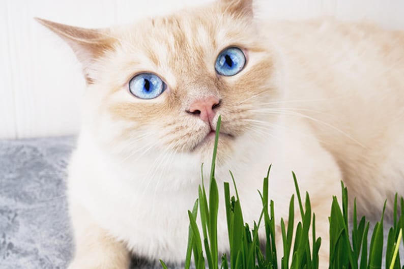 May include: A white cat with blue eyes is eating green grass. The cat is looking directly at the camera.