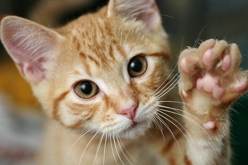 Cat Hip and Joint Pain Relief Hip and Joint for Cats Etsy