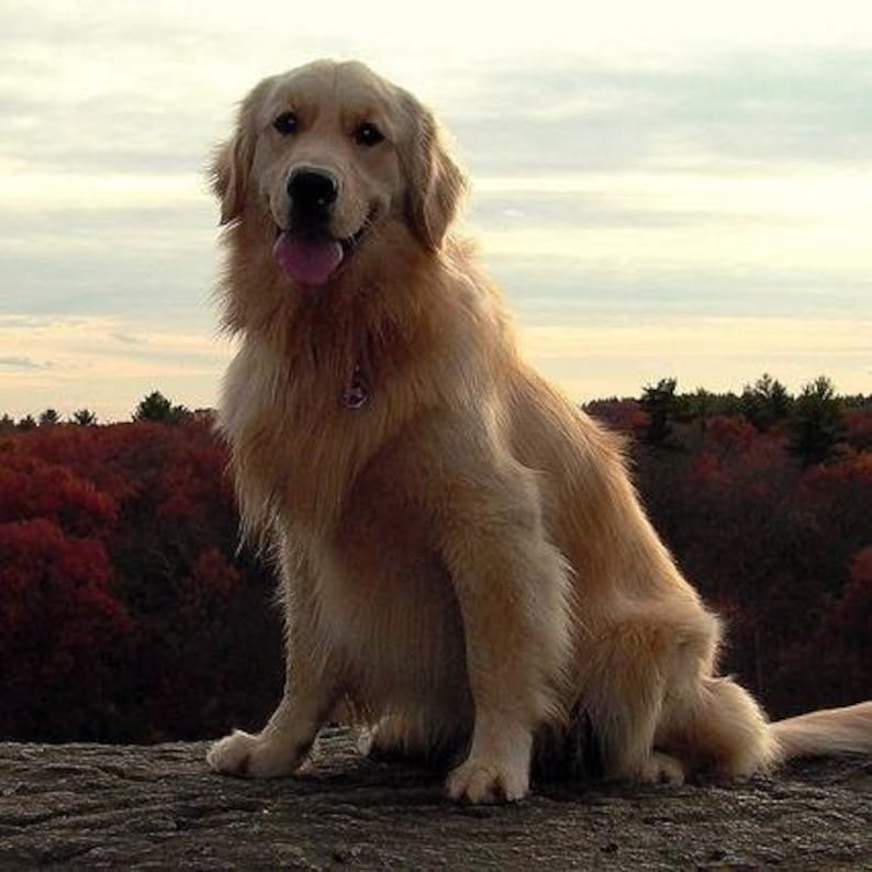 May include: A golden retriever dog sits on a rock with a background of trees and a cloudy sky. The dog has a pink collar and is looking at the camera with its tongue sticking out.