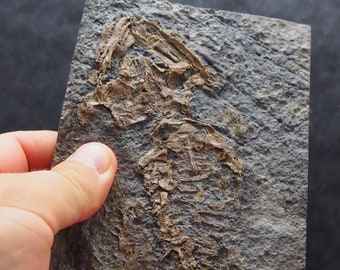 offer a price! Czech fossil Amphibian Discosauriscus austriacus Permian Reptile Dinosaur RARE