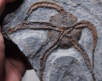 1.3kg Starfish Ophiura sp. Fossil Morocco Ordovician