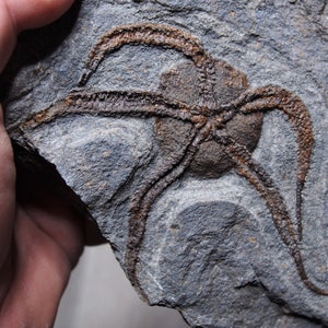 1,3 kg di stelle marine Ophiura sp. Fossile del Marocco Ordoviciano