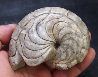 105mm Aturia sp. Nautilus Ammonite  Fossil fossilien lot Mollusk