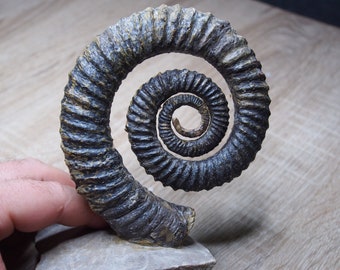 120mm Heteromorph Anetoceras sp. Ammonite Lower Devonian Morocco