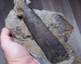 1.5kg. 160mm Rare size! Conulariid Conularia animalia Ordovician Fossil Morocco