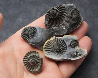 Ammonite Negative Etsy ammonite negative etsy