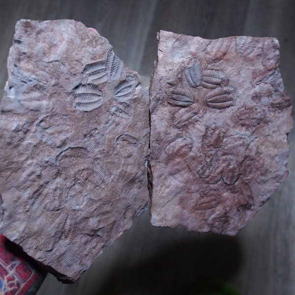 POS+NEG 1.8kg Trilobite Plate Ordovician Lots Mortality