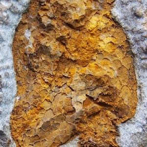 1kg Stella Marina Carpoide Cistoide Stella Marina Ophiura sp. Fossile Marocco Echinodermi