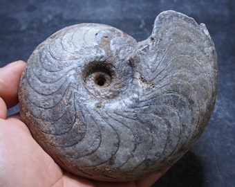655gr 130mm Goniatite Devonian Mineral Fossil Ammonite