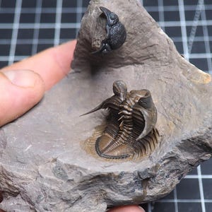 May include: A fossilized trilobite specimen embedded in a piece of grey rock. The trilobite features a segmented brown exoskeleton with prominent spines and a distinct head section. A small, dark, rounded fossil is positioned above it.