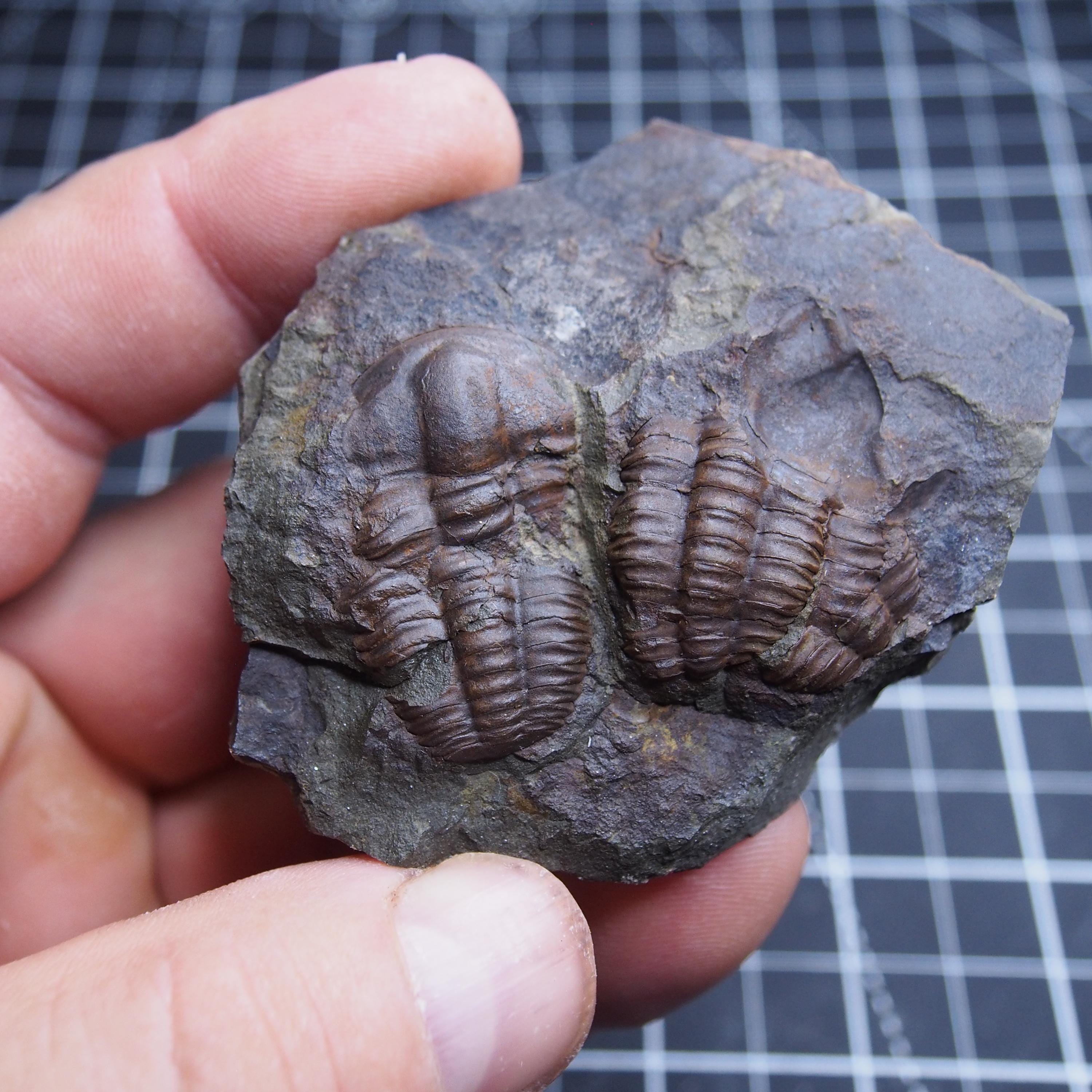 チェコの三葉虫Ellipsocephalus hoffiカンブリア紀の化石恐竜 - Etsy 日本