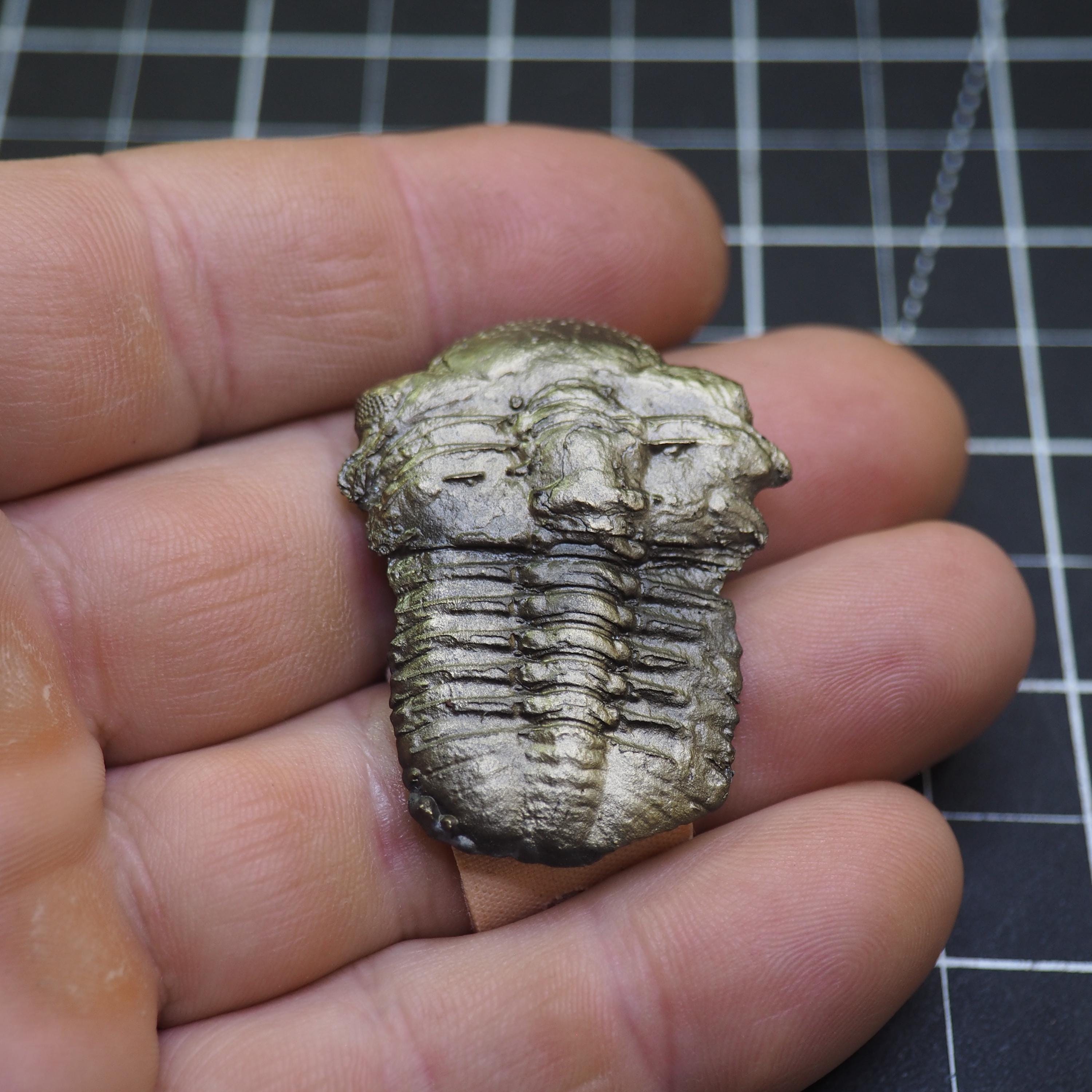 美術品・アンティーク・コレクション ドイツ産 三葉虫化石 Chotecops