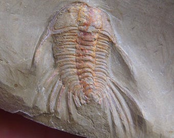 三葉虫標本 Elrathia kingi ユタ州産 Amazon | SCIENCE 化石標本「三